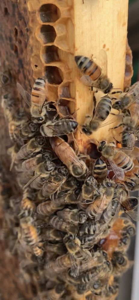 Beemade Honey - beekeeping in Fort Pierce, FL