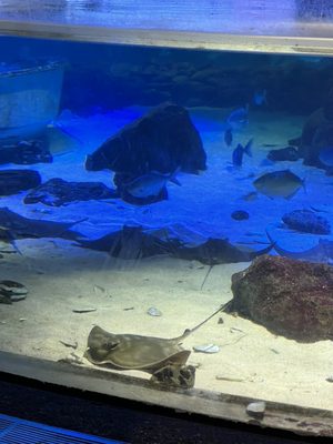 SEA LIFE Kelly Tarlton's Aquarium by null