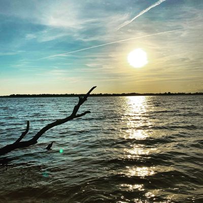 Carolina Beach State Park by null