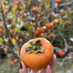 Perfect Persimmons - @tiffhuangry