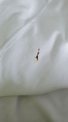 Universal Endless Summer Resort - Dockside Inn and Suites by null