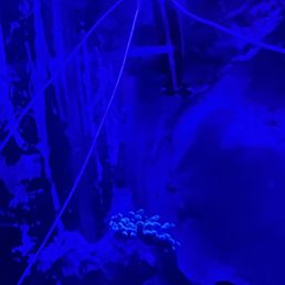 Shrimpies in a fish tank