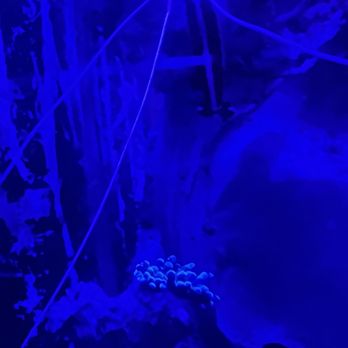Moloko - Shrimpies in a fish tank - Lounges Near Me - Portland, Oregon
