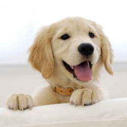 Pet Love - Professional loving pet care services in Vero Beach that you can trust! Over 15 years experience.