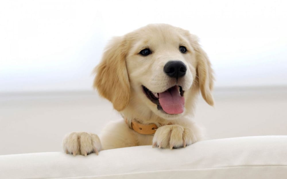Pet Love Image