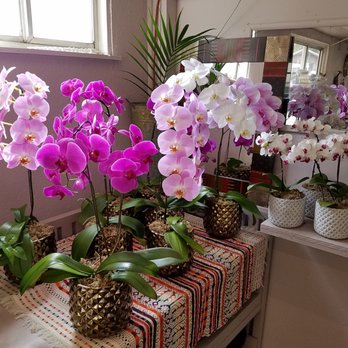 White Plains Orchids - Nurseries & Gardening Near Me - White Plains, New York White Plains Orchids - Nurseries & Gardening Near Me - White Plains, New York