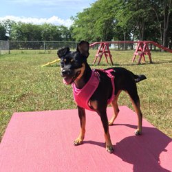 Marne Creek Dog Park