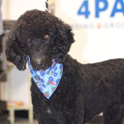 Resort4Paws - After groom