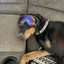 Imperial Animal Hospital - Apache wearing doggles, to protect his eyes, now that he's fully blind, but looking Fierce and fully recovered