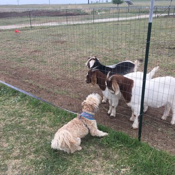 Texas Route 66 RV Park - Max (our dog) is barking at the goats as he wants them to play with him - RV Parks Near Me - Shamrock, Texas Texas Route 66 RV Park - Max (our dog) is barking at the goats as he wants them to play with him - RV Parks Near Me - Shamrock, Texas