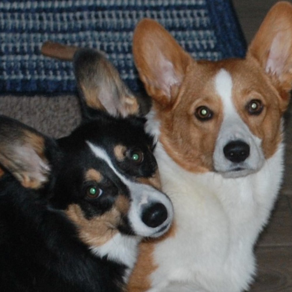 Nala's Pet Sitters - Pet Training Near Me Nala's Pet Sitters - Pet Training Near Me