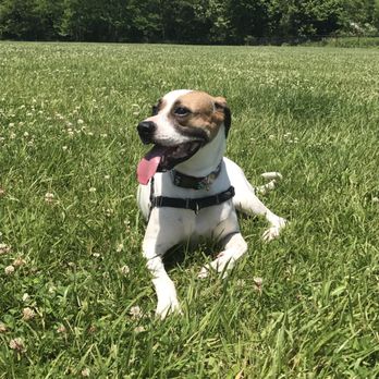 Otto Armleder Dog Park - Dog Parks Near Me - Cincinnati, Ohio