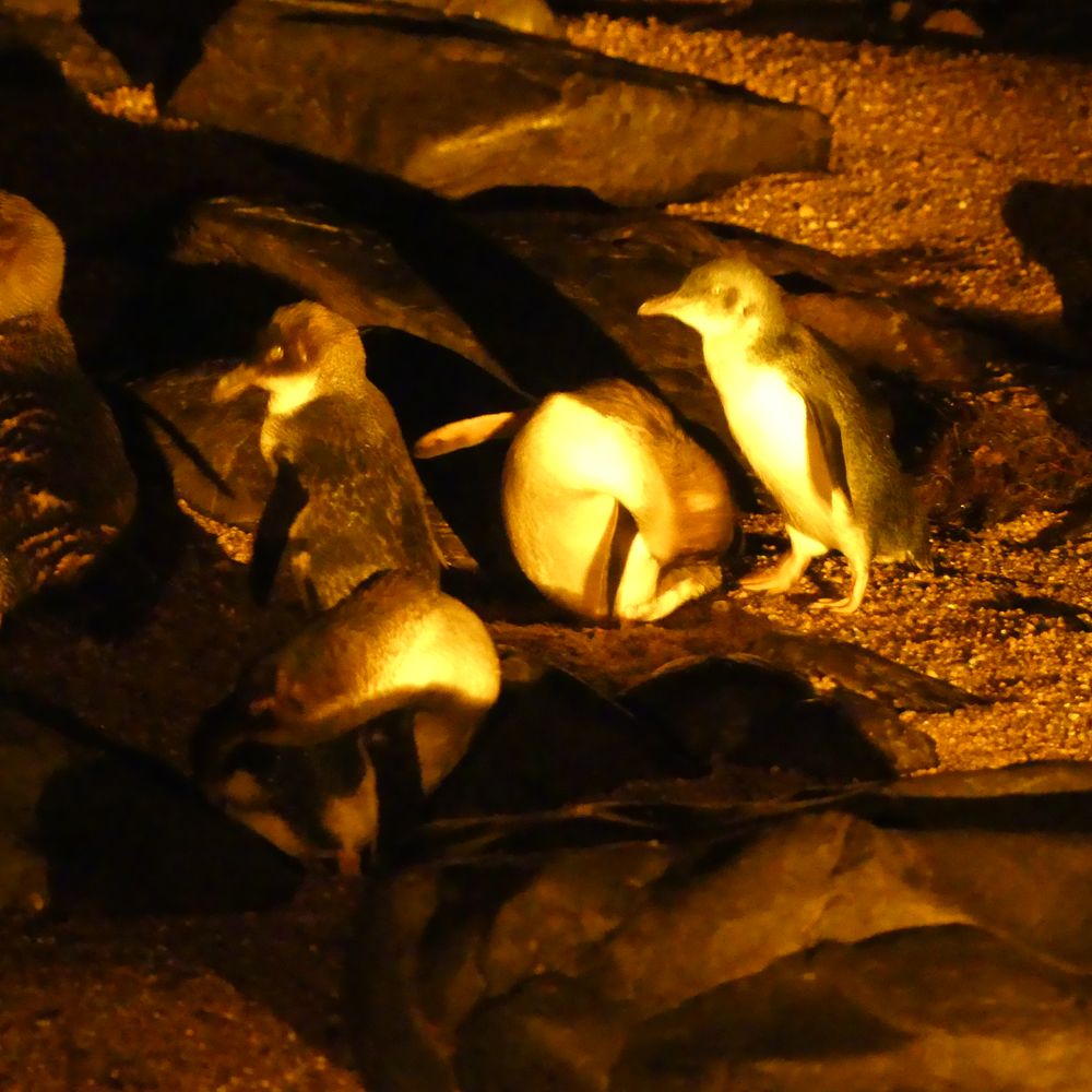 Low Head Penguin Tours - Travel Services Near Me - George Town, TAS
