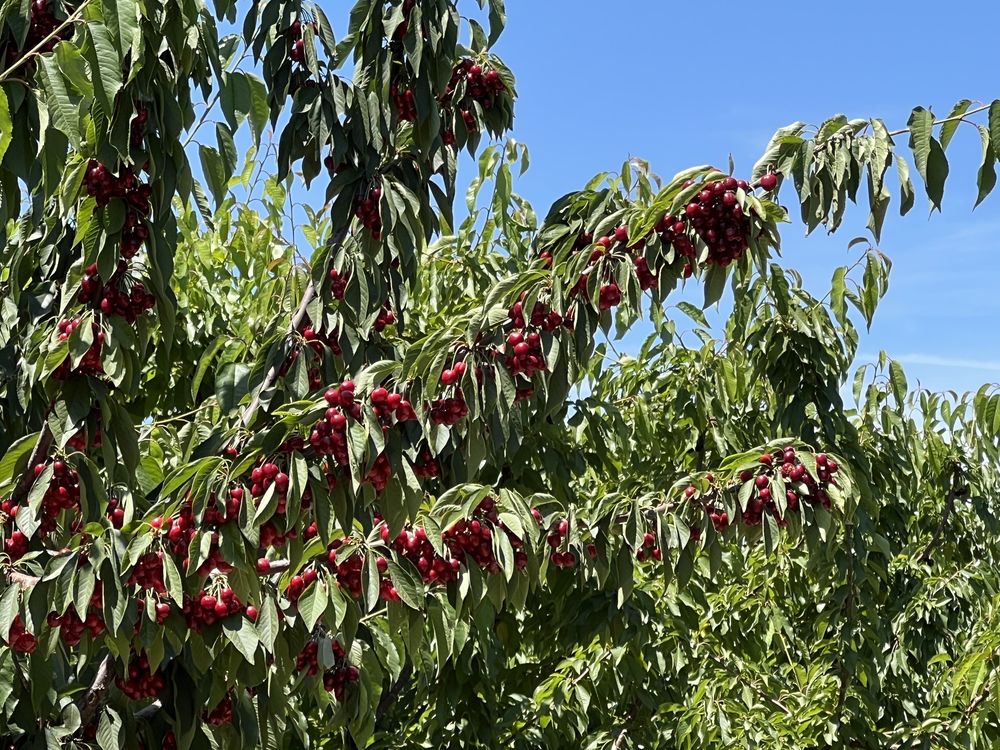 DIABLO CHERRIES Updated September 2024 111 Photos & 37 Reviews