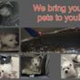 Photo of CHC Pet Courier