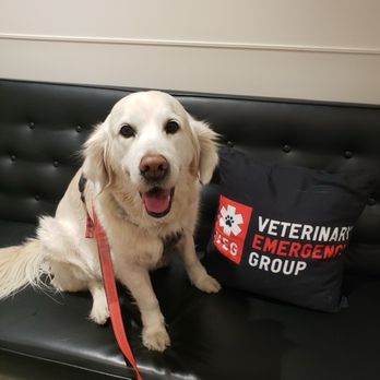 Veterinary Emergency Group - Sick but still smiling at VEG - Emergency Pet Hospital Near Me - Santa Monica, California Veterinary Emergency Group - Sick but still smiling at VEG - Emergency Pet Hospital Near Me - Santa Monica, California