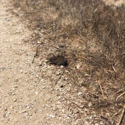 Año Nuevo State Park - Caught this little guy eating grass