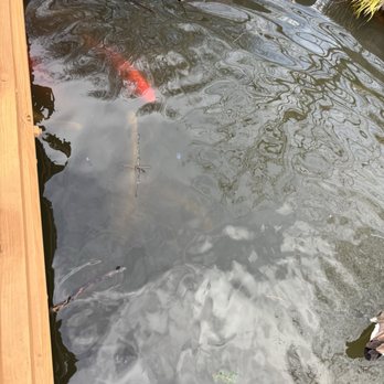 Japanese Garden - Koi fish and geese - Parks Near Me - St. Louis, Missouri Japanese Garden - Koi fish and geese - Parks Near Me - St. Louis, Missouri