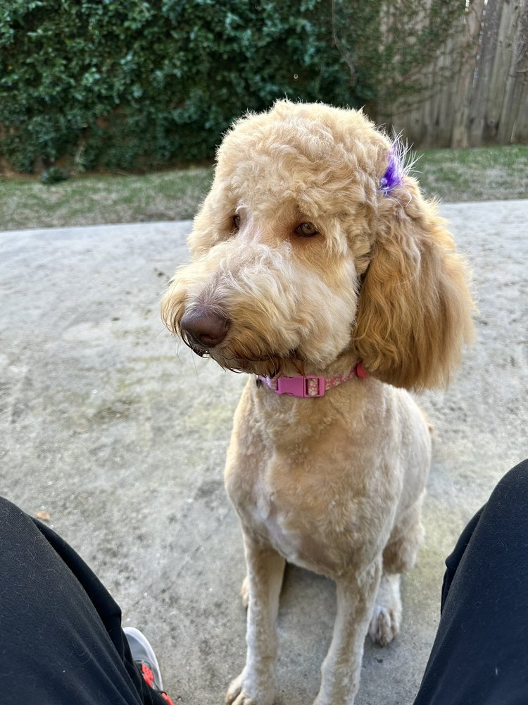 PUPPY LOVE GROOMING 15 Reviews 828 Trudeau Dr, Metairie, Louisiana