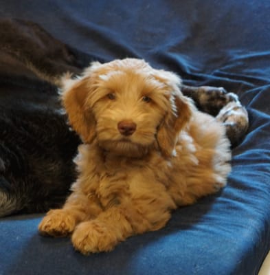 black creek labradoodles