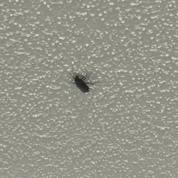 Beach Realty & Construction - Kitty Hawk Rentals - Cockroach