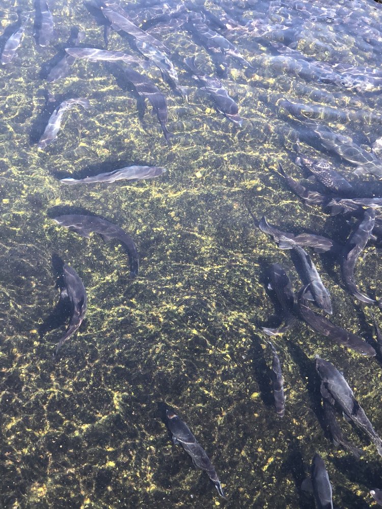 SANDWICH FISH HATCHERY Updated September 2024 18 Photos 164 Rte 6A, Sandwich