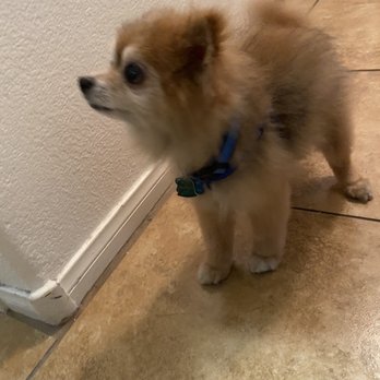 PetSmart - Pet Training Near Me - Las Vegas, Nevada PetSmart - Pet Training Near Me - Las Vegas, Nevada