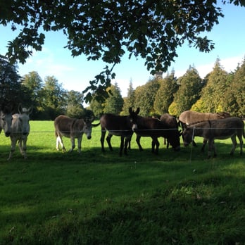 Farmleigh Estate - The Donkey Sanctuary - Landmarks & Historical Buildings Near Me - Phoenix Park, D Farmleigh Estate - The Donkey Sanctuary - Landmarks & Historical Buildings Near Me - Phoenix Park, D
