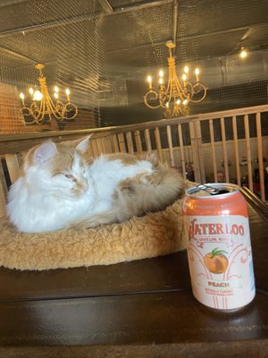 The Biscuit Factory Cat Lounge