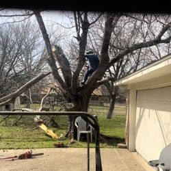 Alvarado Tree Company
