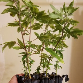 Elevation 2477' - I was offered a too good to pass up deal for these "in need of love" TC specimens, thanks again Elevation2477. - Cannabis Dispensaries Near Me - Nevada City, California