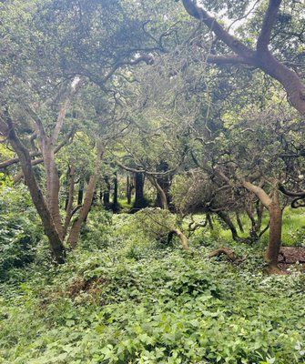 Buena Vista Park by null