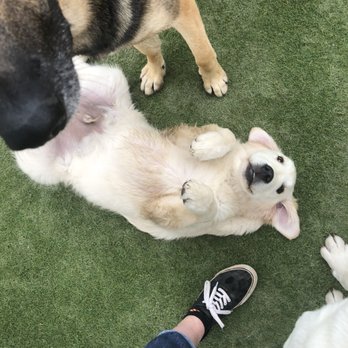 Fon Jon Dog Boarding and Daycare of San Diego - Pet Training Near Me - San Diego, California
