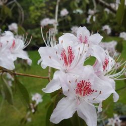 Lake Tapps Rhododendron Nursery