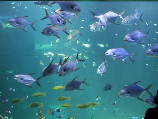 SEA LIFE Sydney Aquarium by null