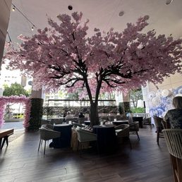 Sakura themed pop-up.  A picnic under a sakura tree.