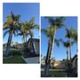 Henriquez Tree Service
