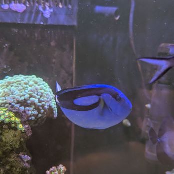 Blue Seas Aquariums - Aquarium Services Near Me - Sunrise, Florida Blue Seas Aquariums - Aquarium Services Near Me - Sunrise, Florida