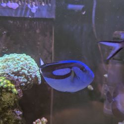 Blue Seas Aquariums
