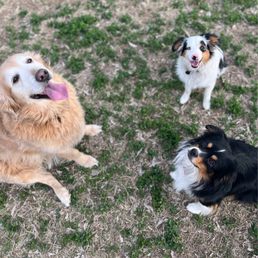 Pups! Pups!