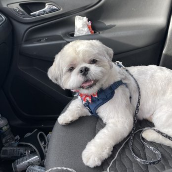 Tiny Tails - After tiny cuts. - Pet Groomers Near Me - Brooklyn, New York Tiny Tails - After tiny cuts. - Pet Groomers Near Me - Brooklyn, New York