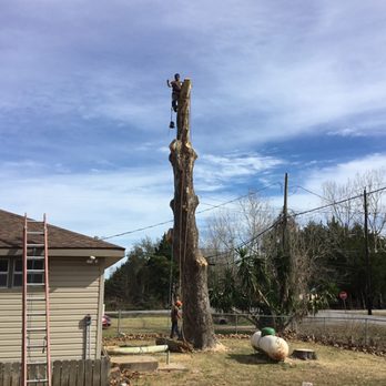 All Points Tree Service - Tree Services Near Me