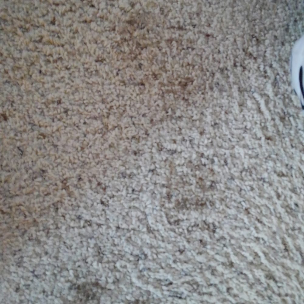 Cost Less Fumigation - Muddy boot print in our carpet - Pest Control Near Me - San Jose, California Cost Less Fumigation - Muddy boot print in our carpet - Pest Control Near Me - San Jose, California