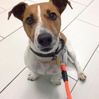 Veterinary Wellness Center of Surfside - Alfie waiting for Dr. Carmona - Veterinarians Near Me - Surfside, Florida