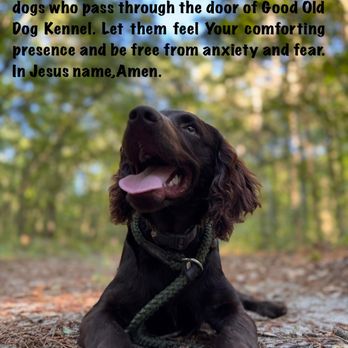 Good Old Dog - Pet Boarding Near Me - Laurinburg, North Carolina Good Old Dog - Pet Boarding Near Me - Laurinburg, North Carolina
