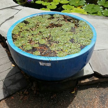Nelson Water Gardens & Nursery - Nurseries & Gardening Near Me - Katy, Texas Nelson Water Gardens & Nursery - Nurseries & Gardening Near Me - Katy, Texas
