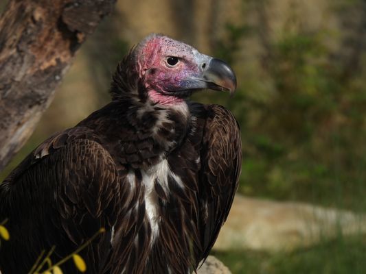 Cincinnati Zoo & Botanical Garden by null