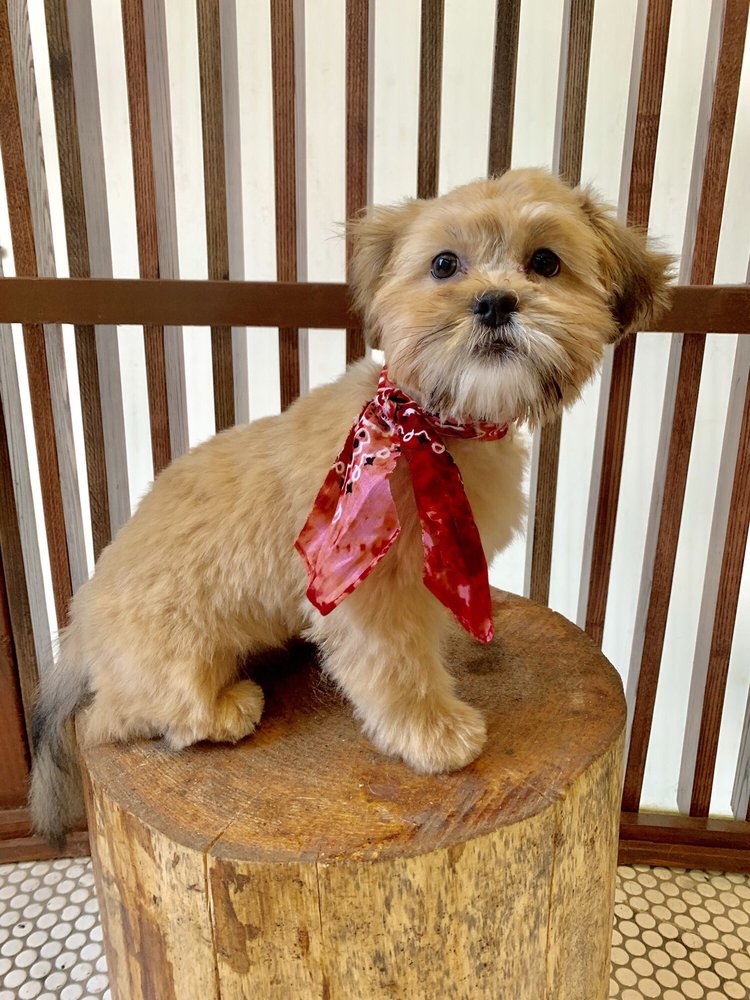 DOG WASH N’ GO Updated May 2024 58 Photos 54 Noll St, Brooklyn