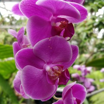 Allan Gardens - Some of the flowers at the garden - Parks Near Me - Toronto, Ontario Allan Gardens - Some of the flowers at the garden - Parks Near Me - Toronto, Ontario