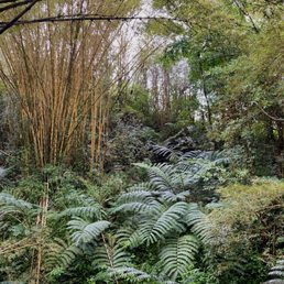 Nice mix of bamboo and ferns Nice mix of bamboo and ferns